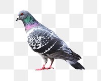 Png pigeon bird element, transparent background