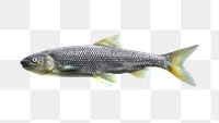 Png Rutilus Meidingerii fish element, transparent background