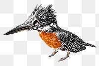 PNG Kingfisher bird, collage element, transparent background