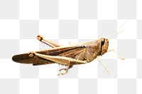 Png grasshopper insect element, transparent background