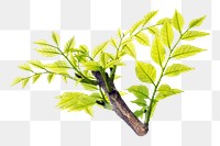 Png tree branch element, transparent background