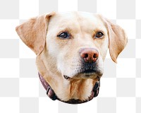 PNG Labrador retriever, collage element, transparent background