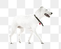 Png white dog pet element, transparent background