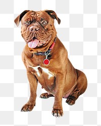 PNG Brown bulldog  , collage element, transparent background