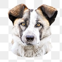 PNG Australian cattle dog, collage element, transparent background