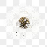 Png dandelion flower element, transparent background