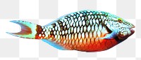 Png Stoplight Parrotfish element, transparent background