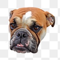 PNG Bulldog sitting  , collage element, transparent background