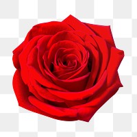 Red rose png flower, transparent background