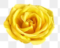 Yellow rose png flower, transparent background