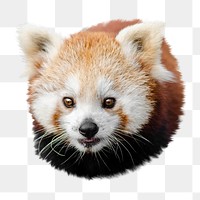 Red panda png collage element, transparent background