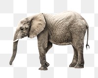 Png elephant animal element, transparent background