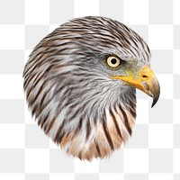 Png Falcon head element, transparent background