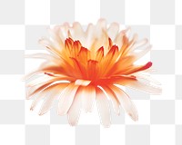 Png orange gerbera daisy element, transparent background