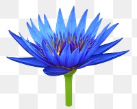 PNG Blue water lily  , collage element, transparent background