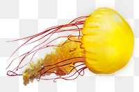 Png yellow jellyfish element, transparent background