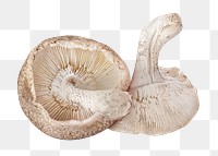 Mushrooms, home recipe png collage element, transparent background
