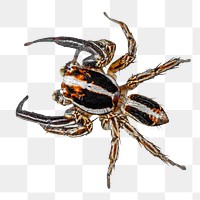 Png wild spider element, transparent background