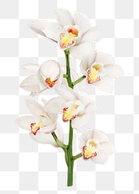 PNG pink flower, collage element, transparent background