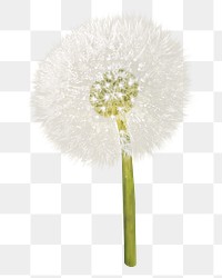 Png dandelion flower element, transparent background