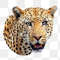 PNG Leopard, collage element, transparent background