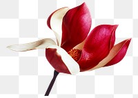 PNG Red magnolia macro shot , collage element, transparent background