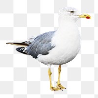 PNG seagull bird, collage element, transparent background