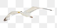 PNG seagull bird, collage element, transparent background