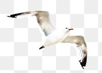 PNG seagull bird, collage element, transparent background