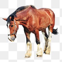 PNG Shire horse, collage element, transparent background