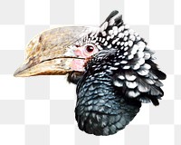 Png Silvery Cheeked Hornbill bird element, transparent background