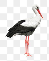 Stork png collage element, transparent background