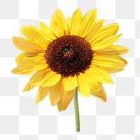 PNG sunflower, collage element, transparent background