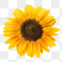 Png single sunflower element, transparent background