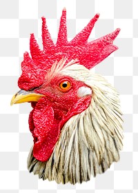 PNG Rooster, collage element, transparent background