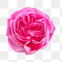 Png pink rose element, transparent background