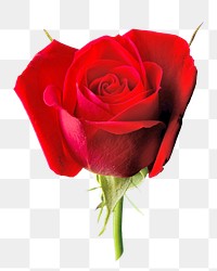 PNG red rose, collage element, transparent background