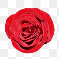 Red rose png, transparent background