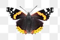 Png Monarch butterfly element, transparent background