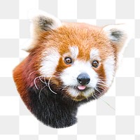 PNG Cute red panda, collage element, transparent background