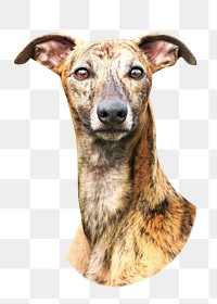 PNG greyhound dog, collage element, transparent background