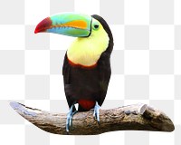 PNG Toucan bird , collage element, transparent background