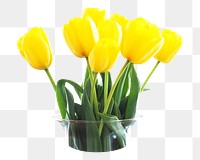 PNG tulip flower, collage element, transparent background