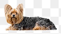 Png Yorkshire Terrier dog pet element, transparent background