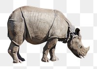 PNG Rhino, animal, collage element, transparent background