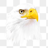 Bald eagle bird png, transparent background