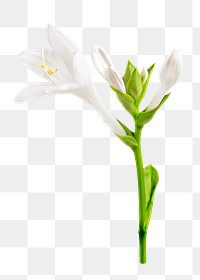 White Lilly flower png, transparent background