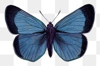 Png blue butterfly vintage illustration on transparent background