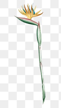 Png flower element, bird of paradise illustration on transparent background