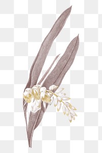 Png flower illustration on transparent background